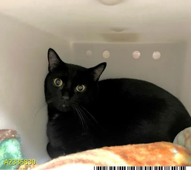 An adult medium-sized male Domestic Short Hair cat named Whitefoot for adoption in West Palm Beach, FL