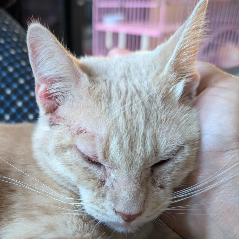 A young medium-sized female Cream / Ivory Domestic Short Hair cat named Peach Blossom for adoption in Long Beach, CA