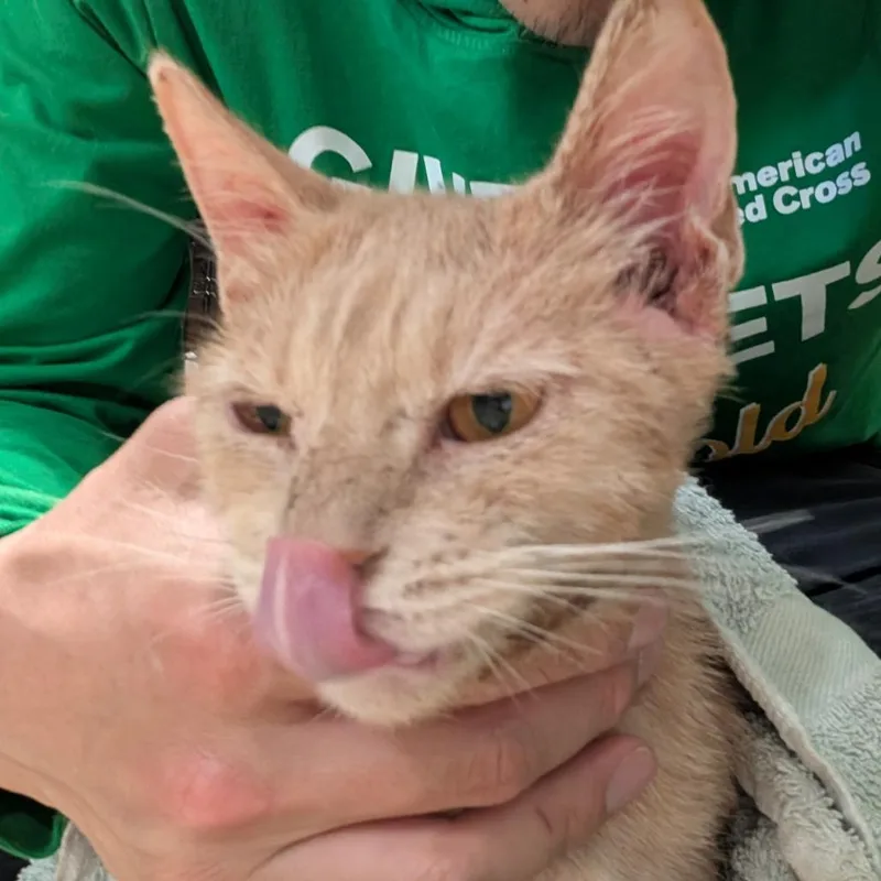 Peach Blossom thumbnail 2