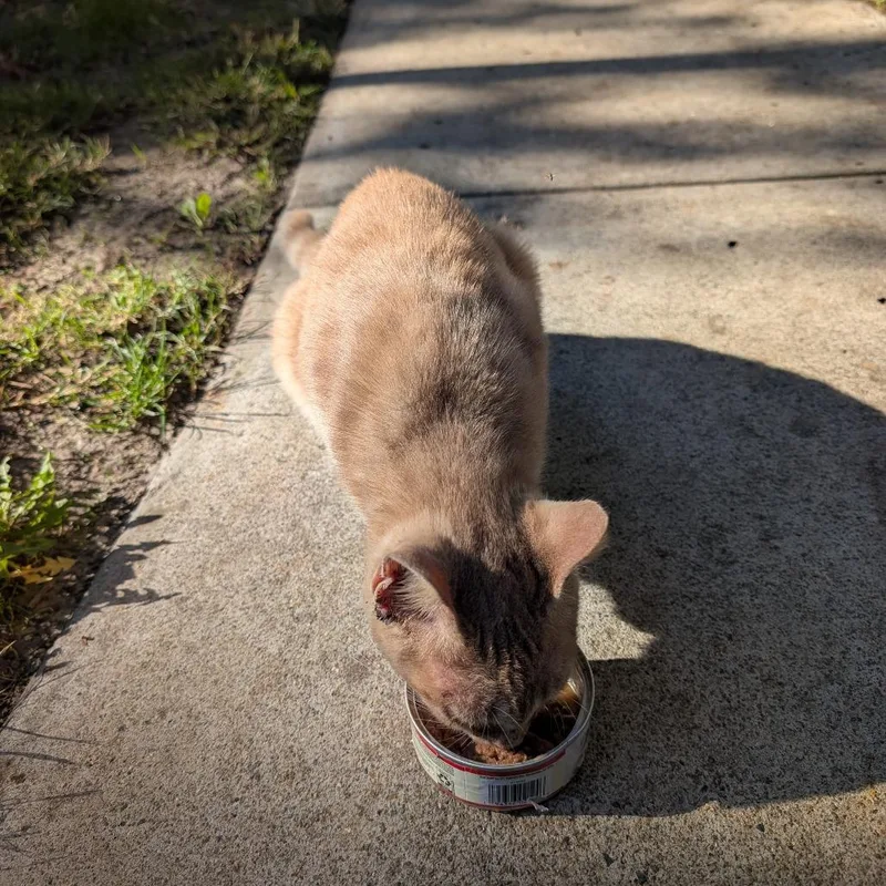 Peach Blossom thumbnail 3