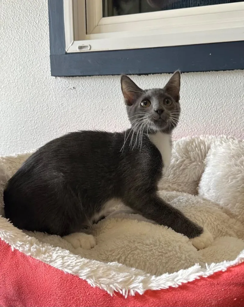 A baby small-sized male Domestic Short Hair cat named Allen for adoption in Newberg, OR