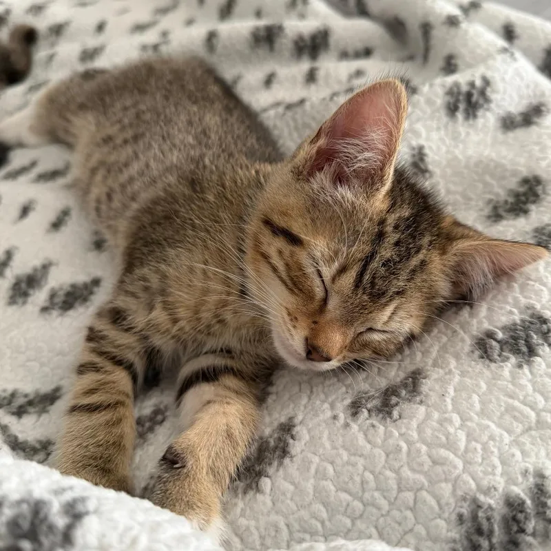 A baby small-sized female Brown / Chocolate Domestic Short Hair cat named Betsy for adoption in York, PA