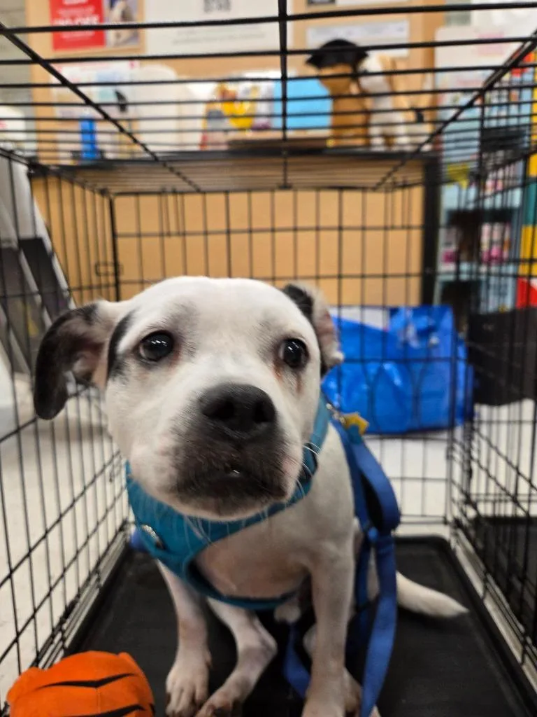 An adult medium-sized male English Bulldog dog named Henry for adoption in Mustang, OK