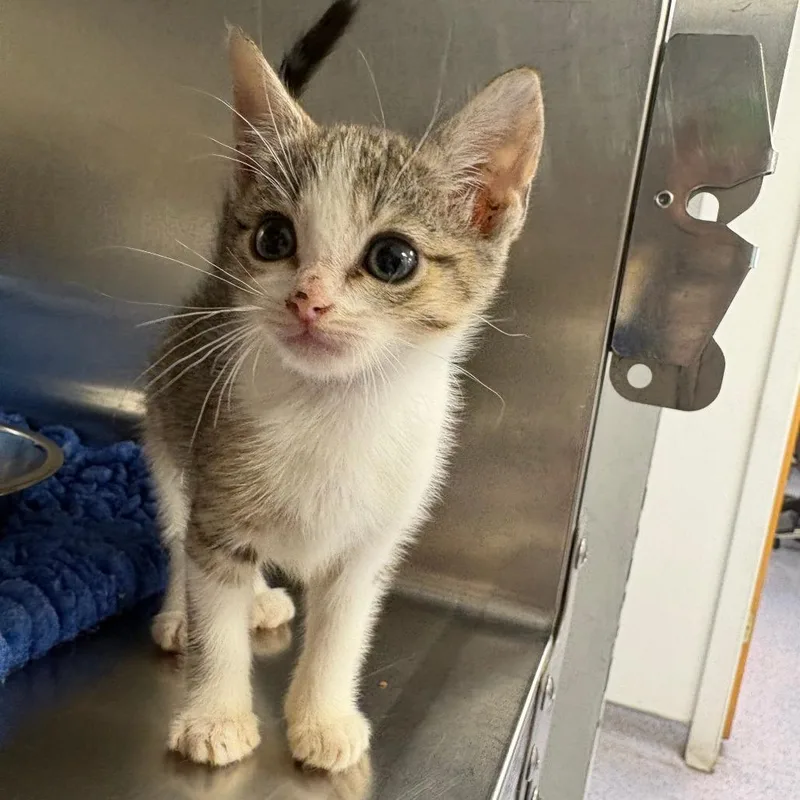 A baby small-sized female Brown / Chocolate Domestic Short Hair cat named Susan for adoption in North Branford, CT