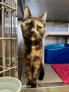 Cinnamon thumbnail 2