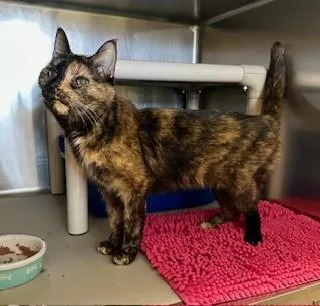 Cinnamon thumbnail 3