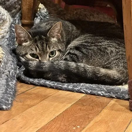 An adult medium-sized female Brown / Chocolate Domestic Short Hair cat named Chewie with Leia for adoption in Manchester, CT