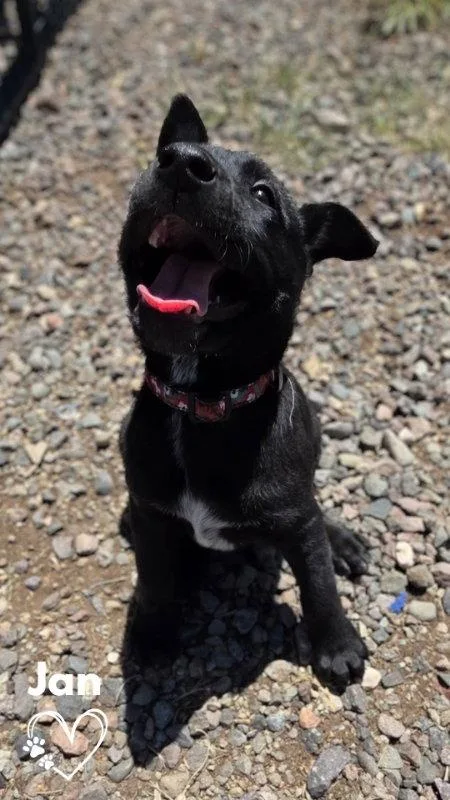 A baby medium-sized female Pit Bull Terrier dog named Jan for adoption in Monte Vista, CO