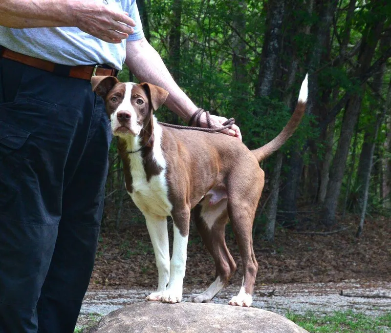 A young large-sized male Labrador Retriever dog named Jimmy for adoption in Willingboro, NJ