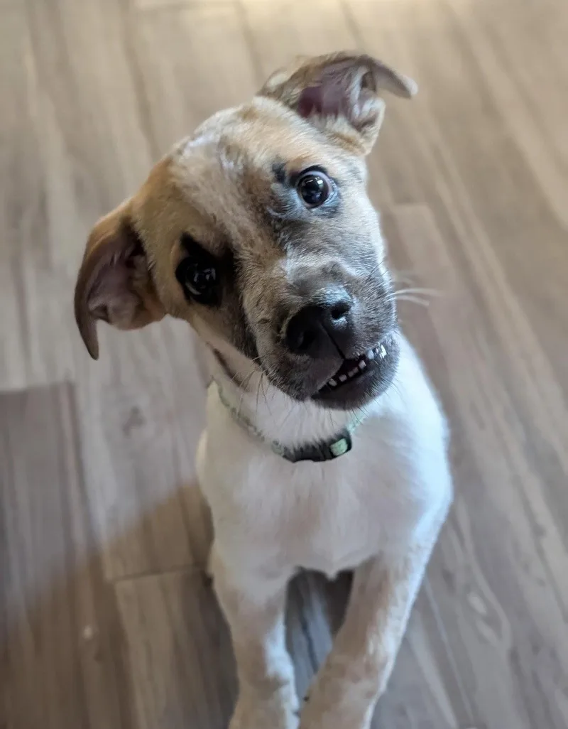 A baby medium-sized male Cattle Dog dog named Archie for adoption in Bothell, WA