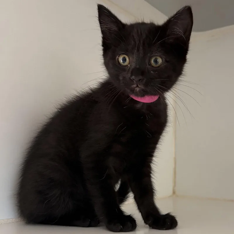 A baby small-sized female Black Domestic Short Hair cat named Juliet for adoption in Oakland, CA