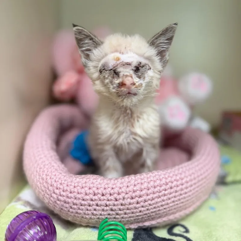 A baby small-sized male White Domestic Medium Hair cat named Buggy for adoption in Port Richey, FL