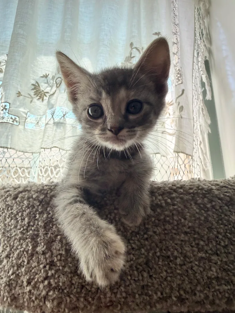 A baby medium-sized female Tabby (Gray / Blue / Silver) Tabby cat named Lady Jane for adoption in San Juan Capistrano, CA