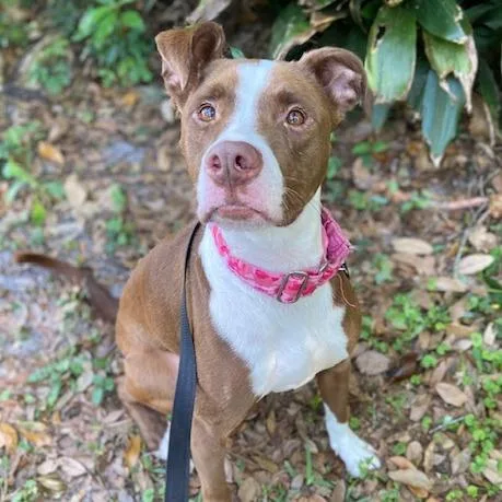 An adult medium-sized female Brown / Chocolate Mixed Breed dog named Cutie for adoption in Jacksonville, FL
