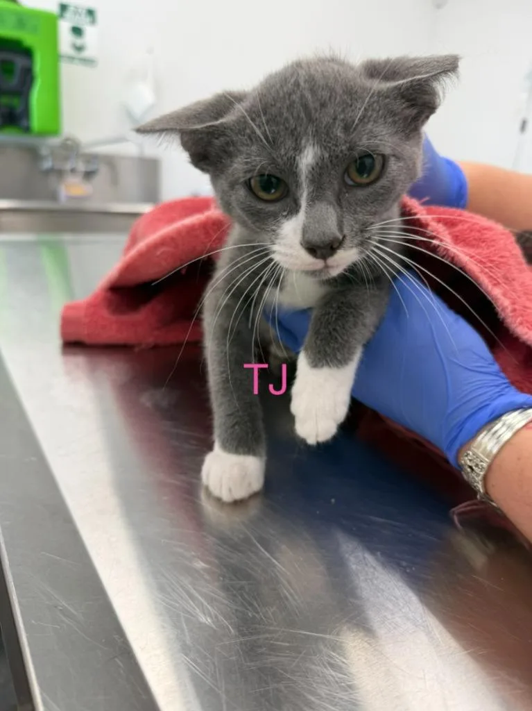 A baby small-sized male Domestic Short Hair cat named T.j. for adoption in Cambridge, MD