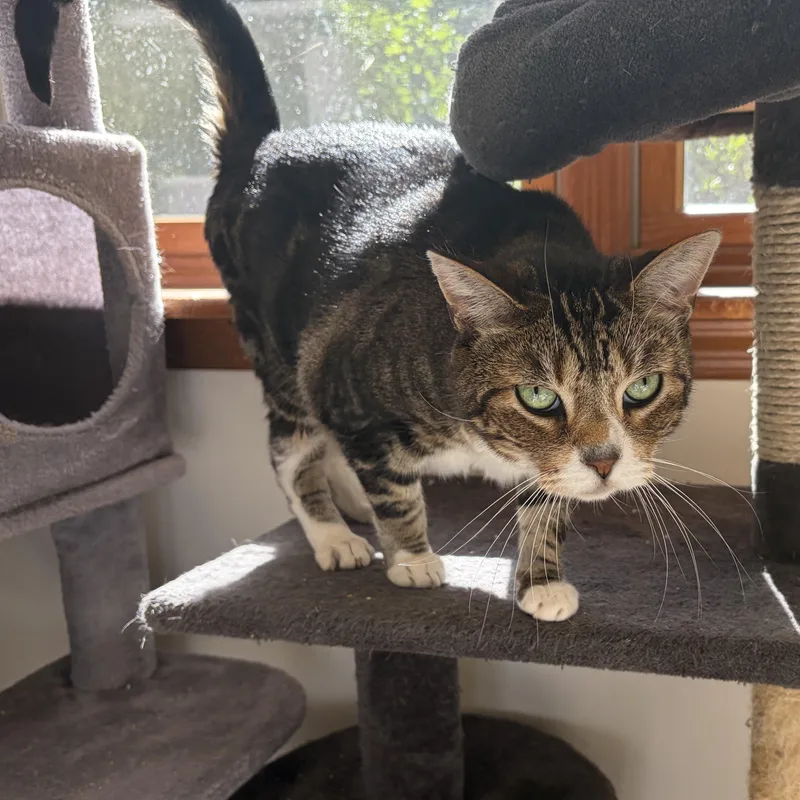 An adult medium-sized male Tabby (Brown / Chocolate) Domestic Short Hair cat named Shelby for adoption in Southold, NY