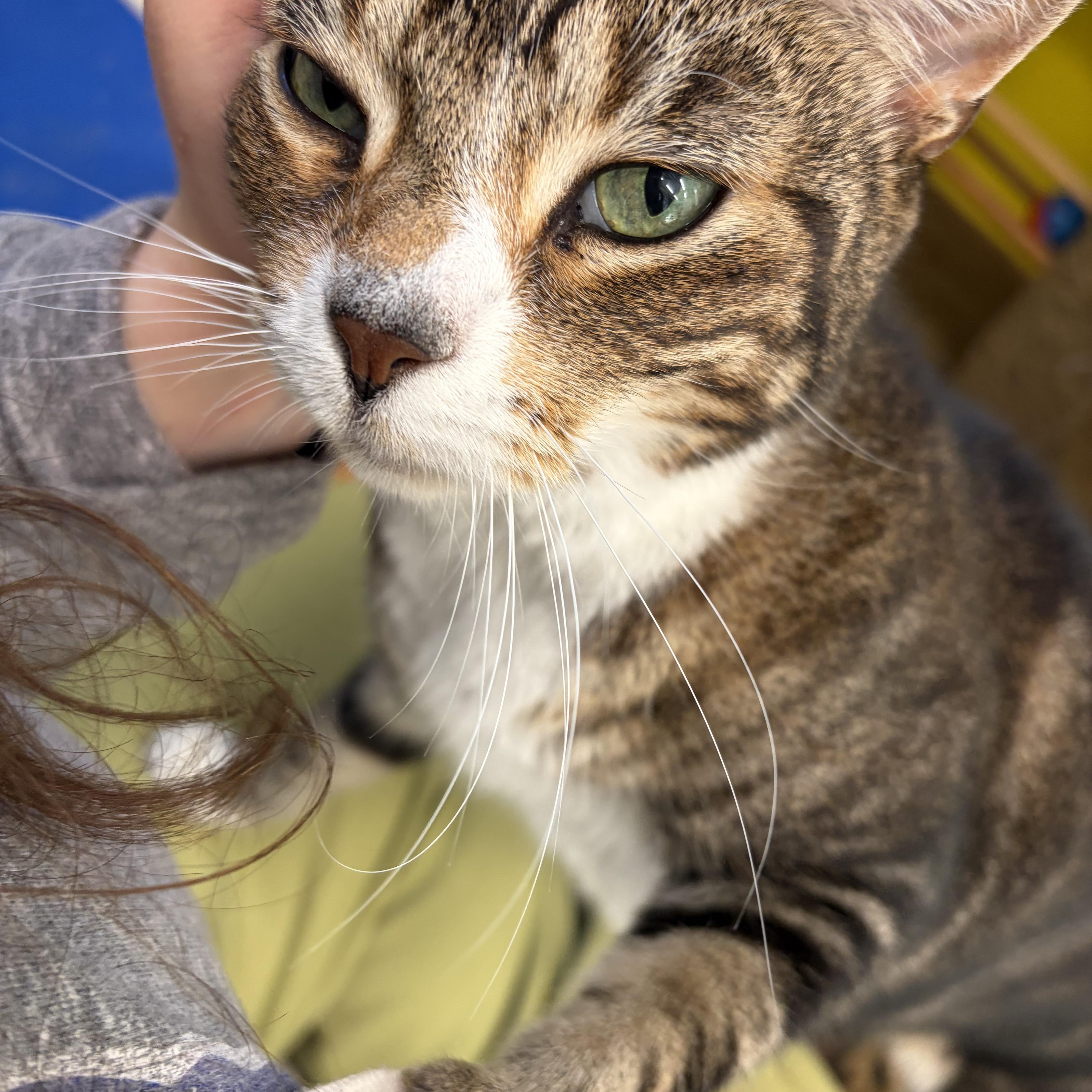 Shelby thumbnail 3