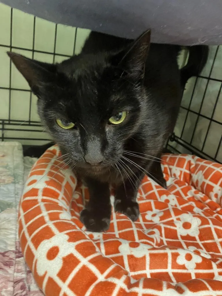 An adult large-sized male Domestic Short Hair cat named Spanky Boy for adoption in Lunenburg, MA