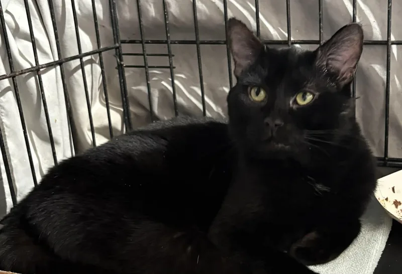 An adult medium-sized male Black Domestic Short Hair cat named Bruno for adoption in Westfield, MA