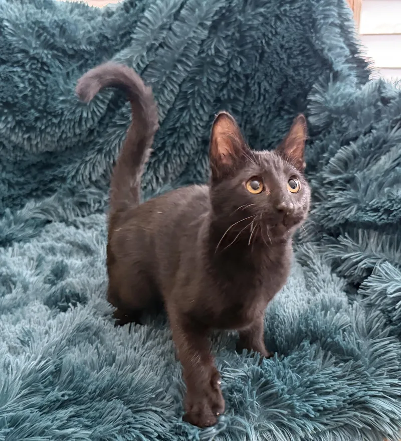 A baby medium-sized male Black Domestic Short Hair cat named Bony Maronie Extra for adoption in Plano, TX