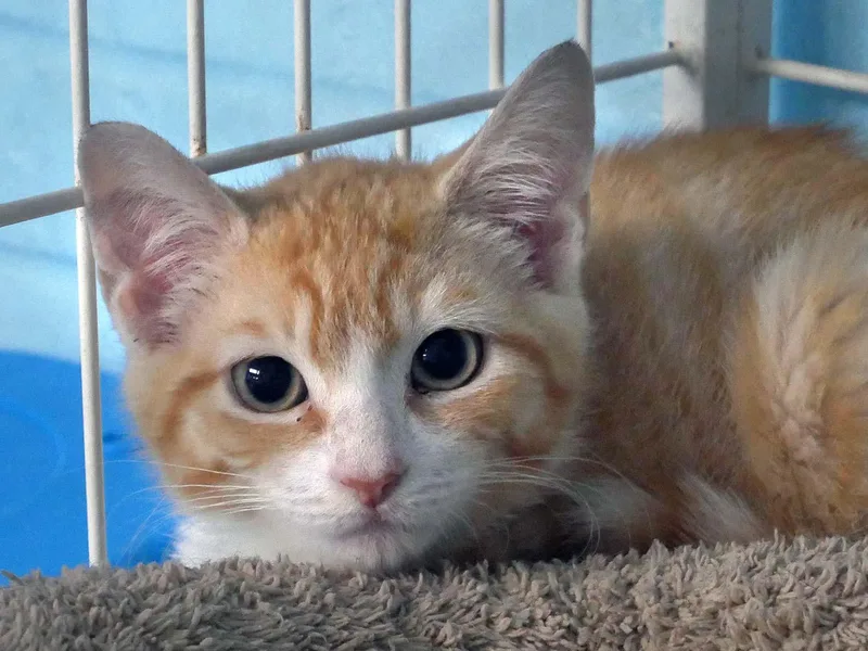 A baby small-sized male Domestic Short Hair cat named Ray Ray for adoption in Bloomingdale, NJ