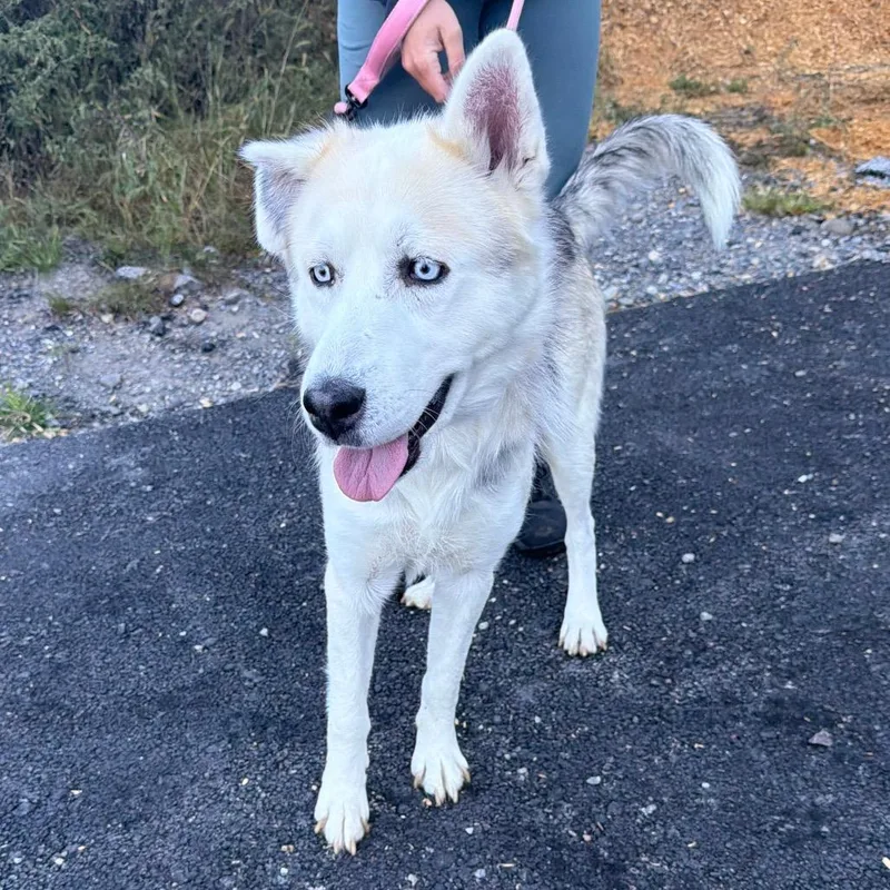 An adult medium-sized male White / Cream Husky dog named Chip for adoption in Wappingers Falls, NY