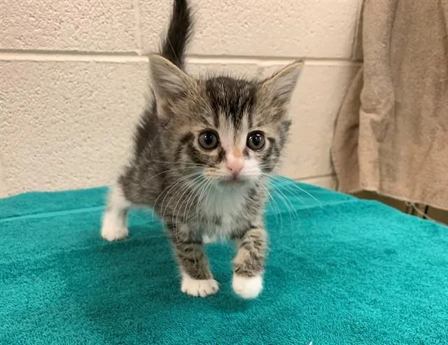 A baby small-sized female Domestic Short Hair cat named Alix for adoption in Moreno Valley, CA