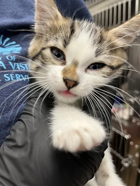 A baby small-sized female Domestic Short Hair cat named Libby Folfax for adoption in Chula Vista, CA