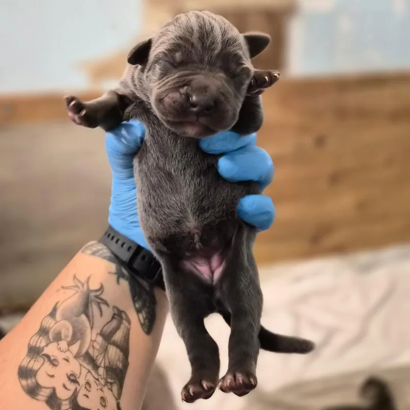 A baby small-sized female Gray / Blue / Silver Cane Corso dog named Macchiato for adoption in Wahiawa, HI