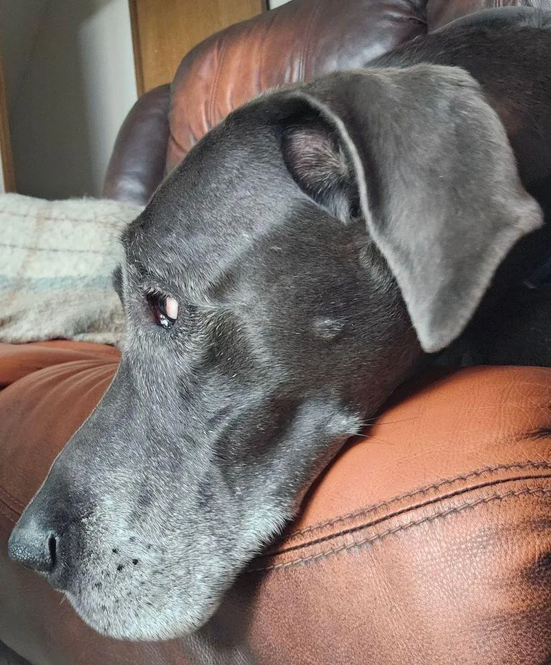 Lucy BONDED PAIR