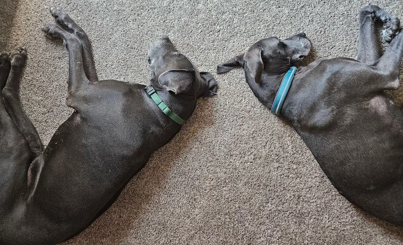 Lucy  BONDED PAIR thumbnail 5