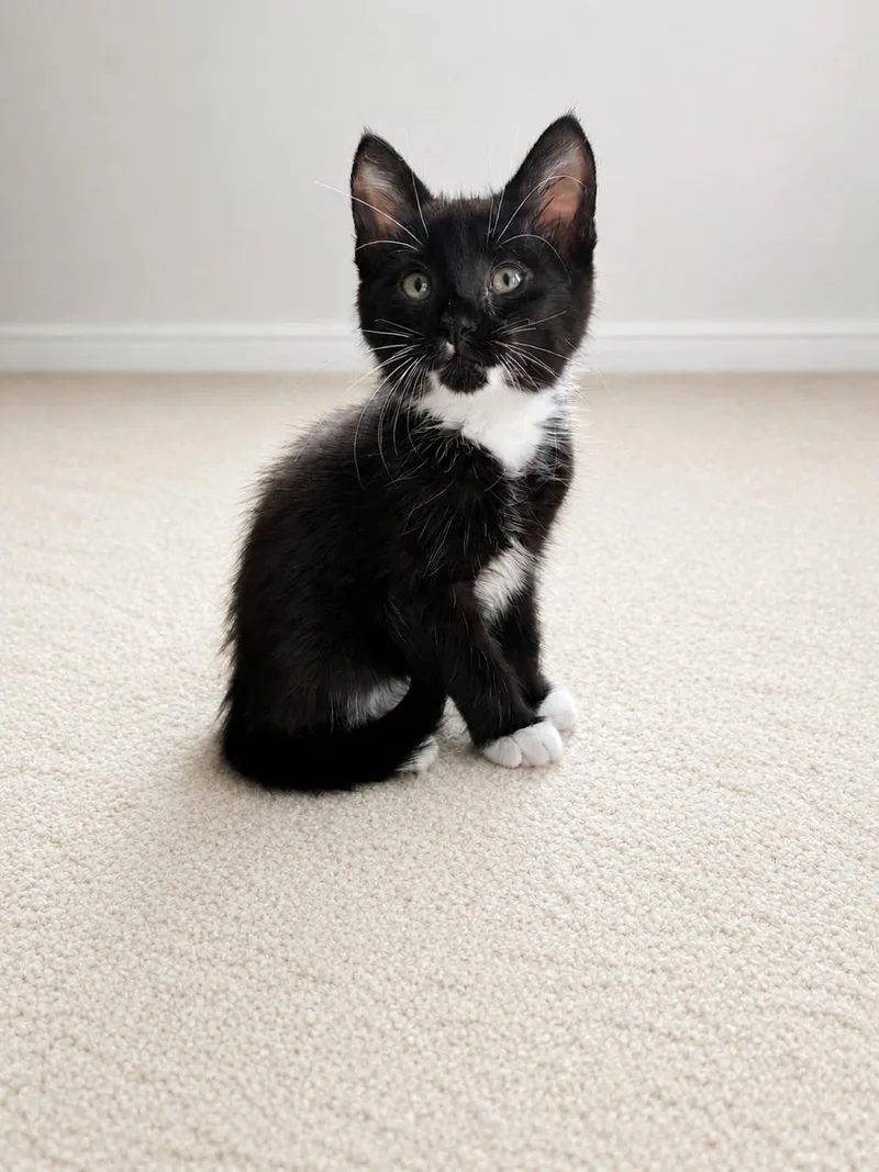 A baby medium-sized male Black & White / Tuxedo Domestic Short Hair cat named Huckleberry for adoption in Los Angeles, CA