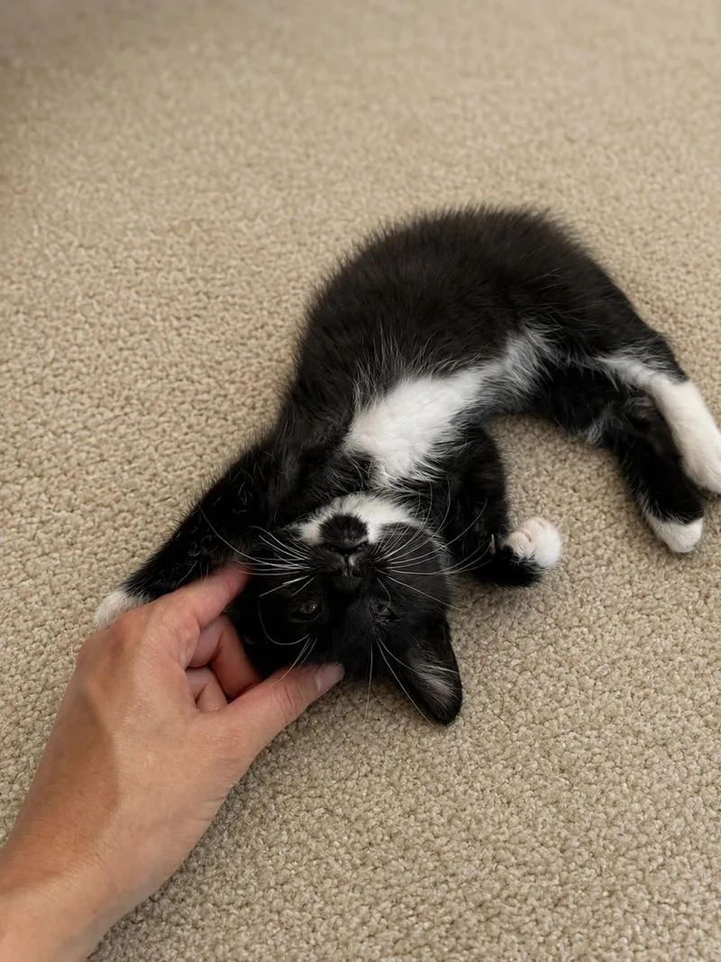 Huckleberry thumbnail 3