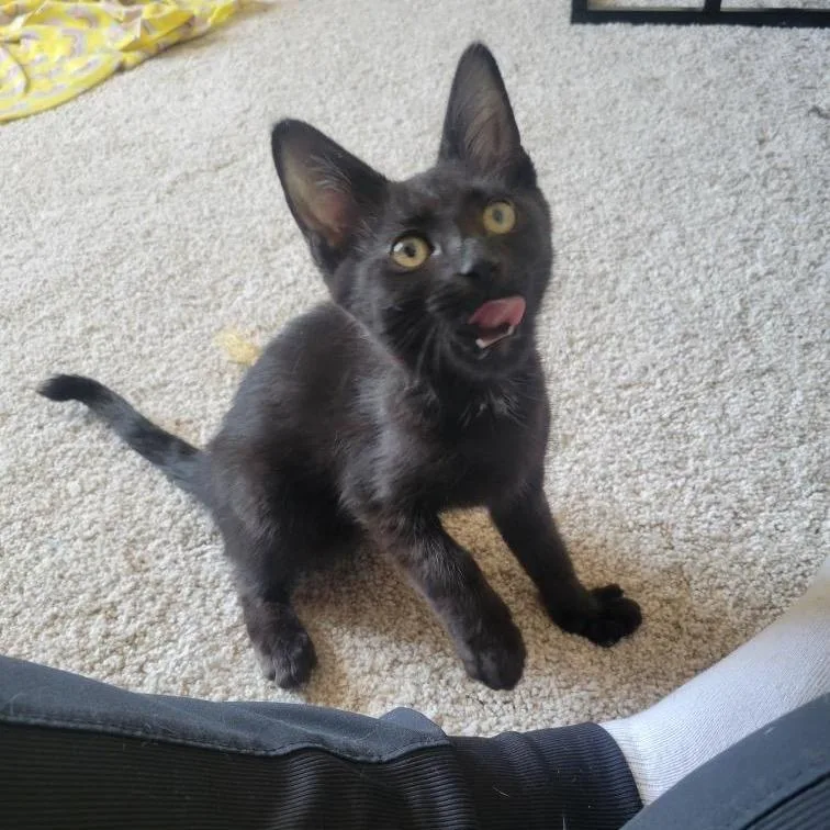 A baby small-sized female Black Domestic Short Hair cat named Panna Cotta for adoption in Las Vegas, NV