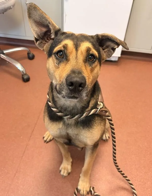 An adult large-sized female German Shepherd Dog dog named Magenta for adoption in Oakland, CA