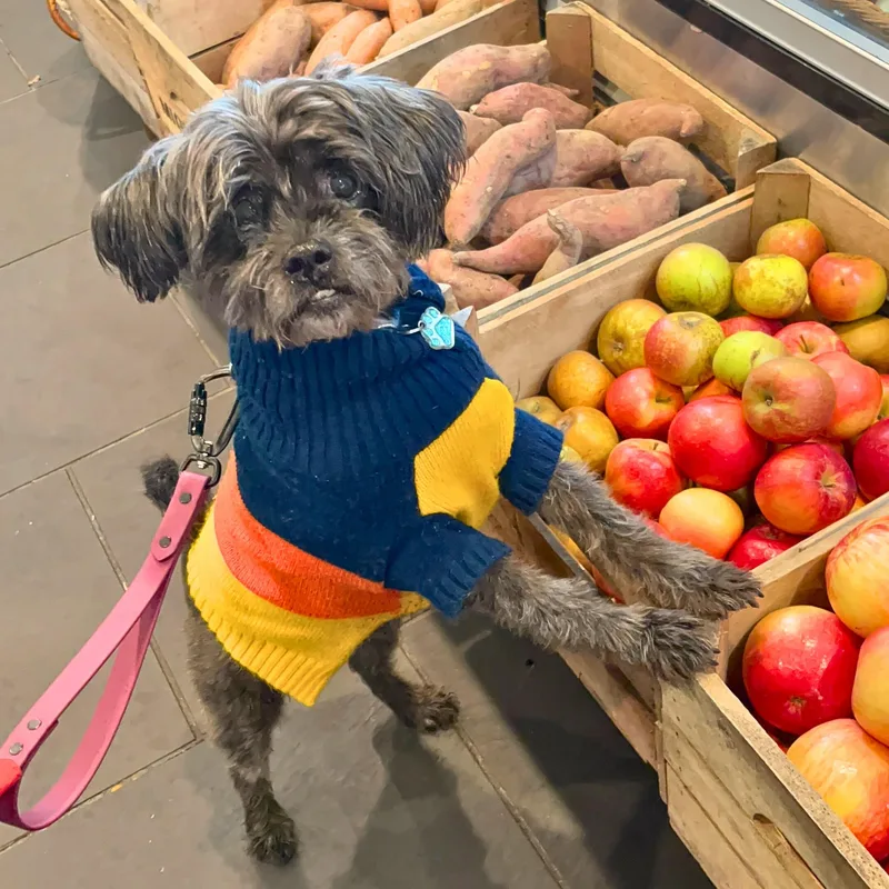 A senior small-sized female Gray / Blue / Silver Shih Tzu dog named Pine Cone for adoption in New York, NY