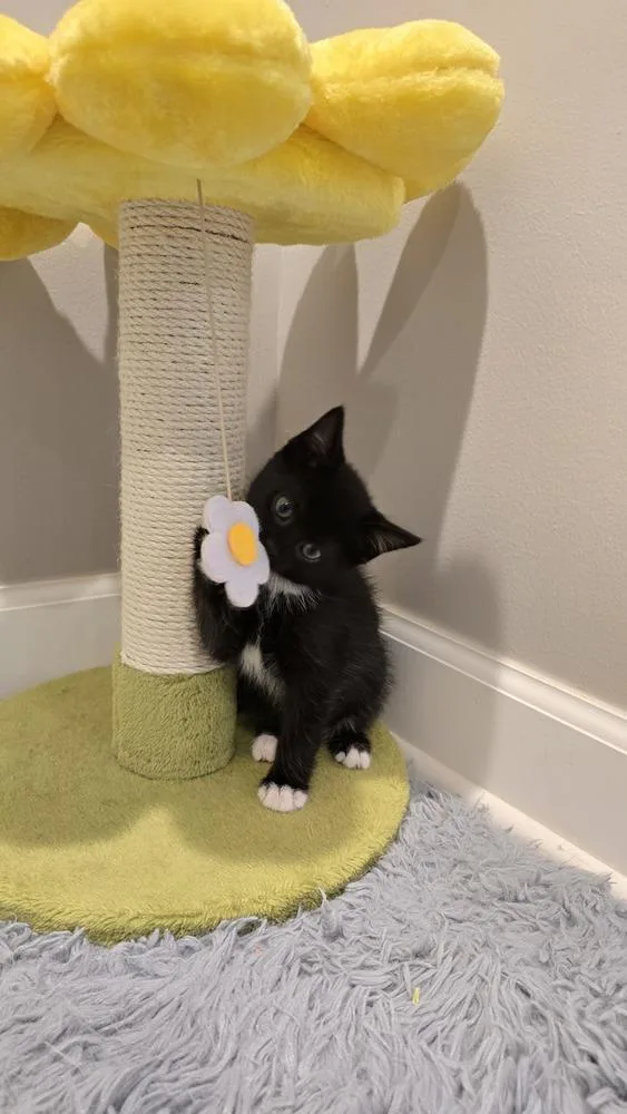A baby medium-sized male Black & White / Tuxedo Domestic Short Hair cat named Petal for adoption in Clinton Township, MI