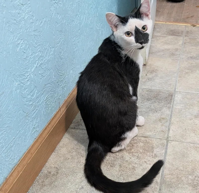 A young small-sized male Black & White / Tuxedo Domestic Short Hair cat named Blotch for adoption in East liverpool, OH
