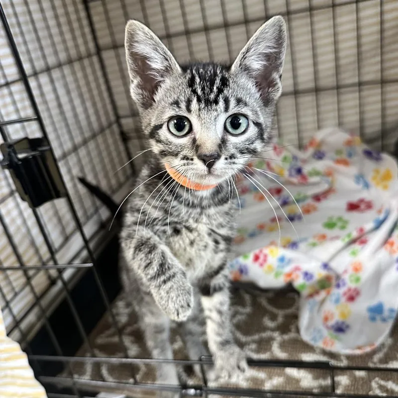 A baby small-sized female Gray / Blue / Silver Domestic Short Hair cat named Muffin LR for adoption in Union, MO