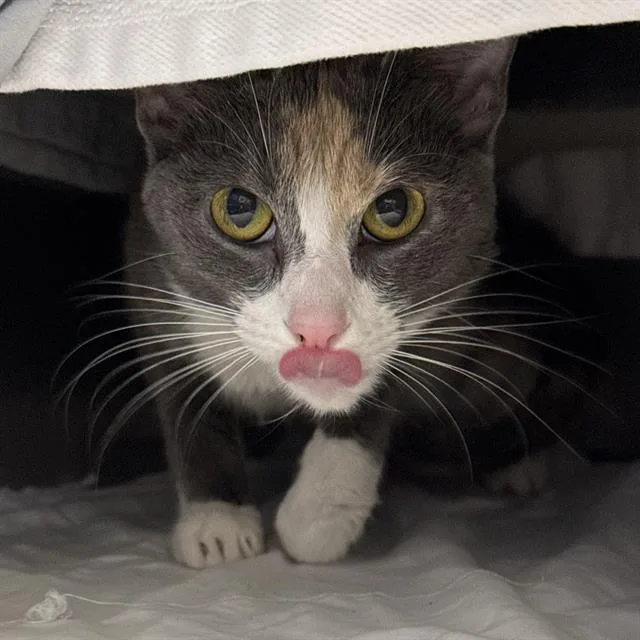 An adult small-sized female Domestic Short Hair cat named Shelly for adoption in Las Vegas, NV
