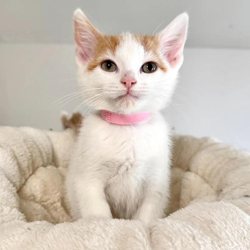 A baby small-sized female White Domestic Short Hair cat named Sienna for adoption in Rochester, MN