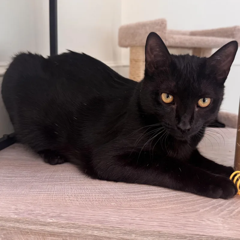 Garfield thumbnail 2