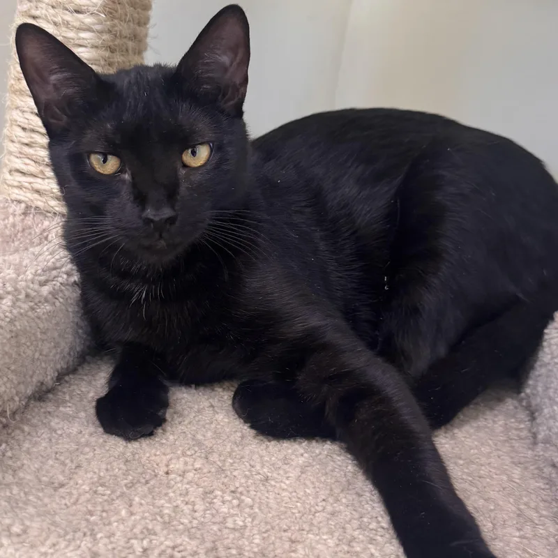 Garfield thumbnail 3