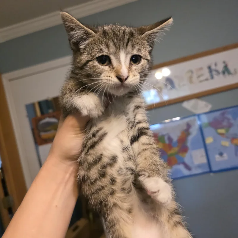 A baby medium-sized female Tabby (Brown / Chocolate) Domestic Short Hair cat named Ash for adoption in Moriches, NY