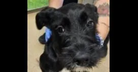 A baby medium-sized male Tricolor (Brown, Black, & White) Labrador Retriever dog named August for adoption in Dallas, TX