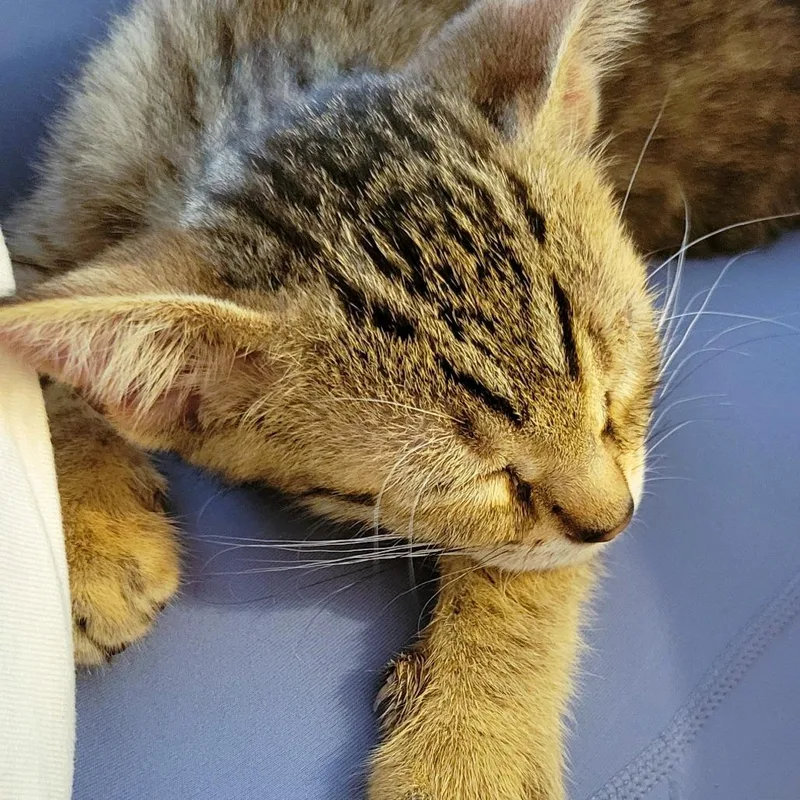 A baby small-sized male Brown / Chocolate Domestic Short Hair cat named Lord Farquaad Carlsbad for adoption in Denver, CO