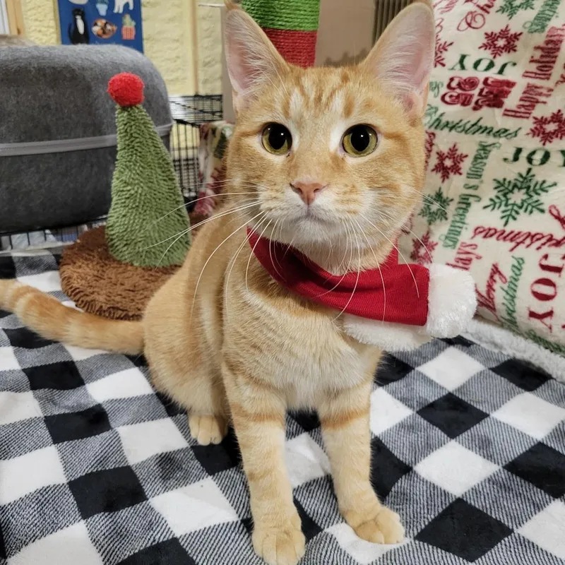 Rusty Sponsored! thumbnail 3