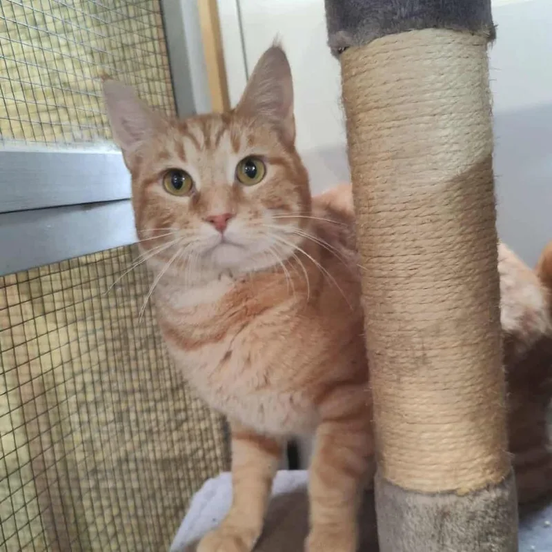 Rusty Sponsored! thumbnail 6