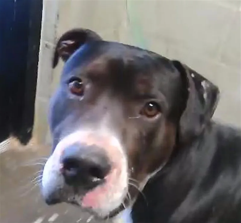 A young large-sized male Pit Bull Terrier dog named Jedi for adoption in Tulsa, OK