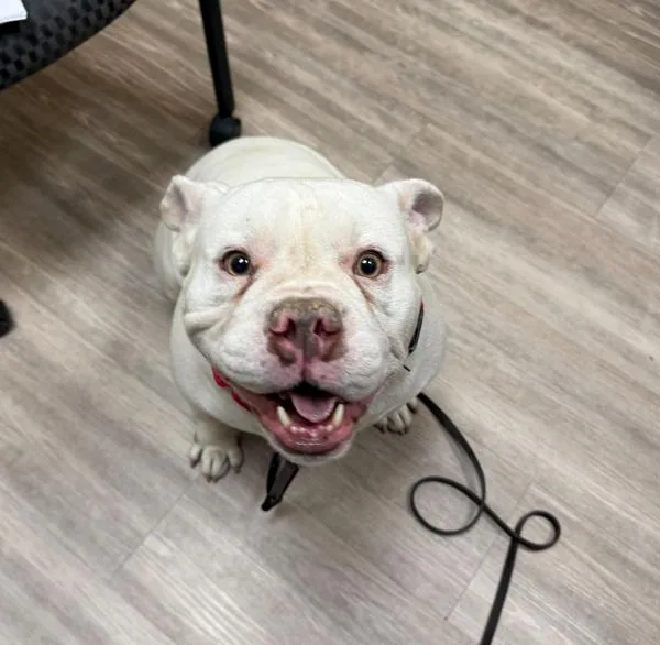 An adult medium-sized male English Bulldog dog named Bonbon for adoption in Oceanside, CA
